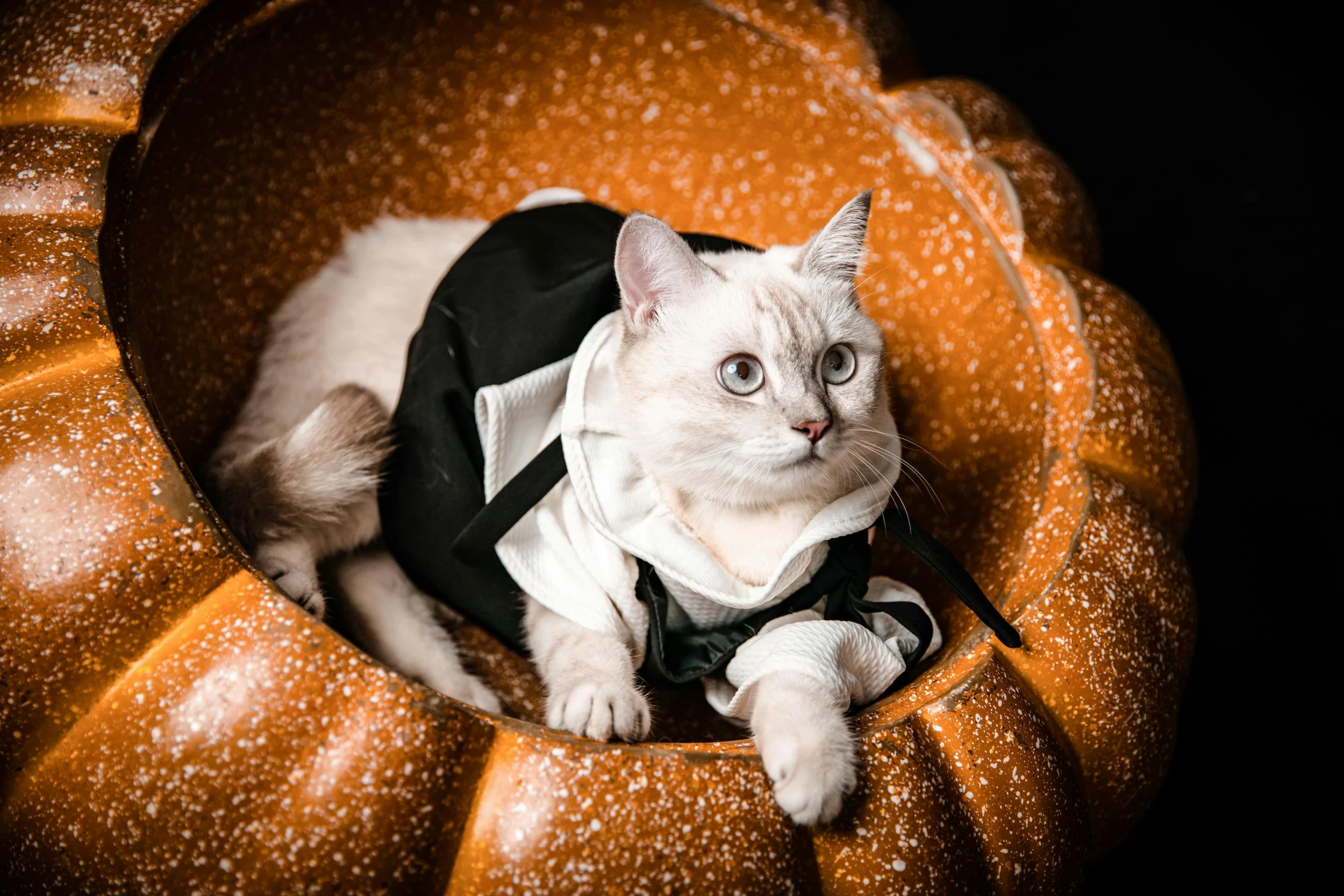 a cat in a small vest on a large pumpkin