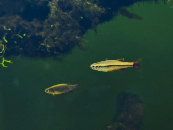 yellow fish swimming near rocks in a pond