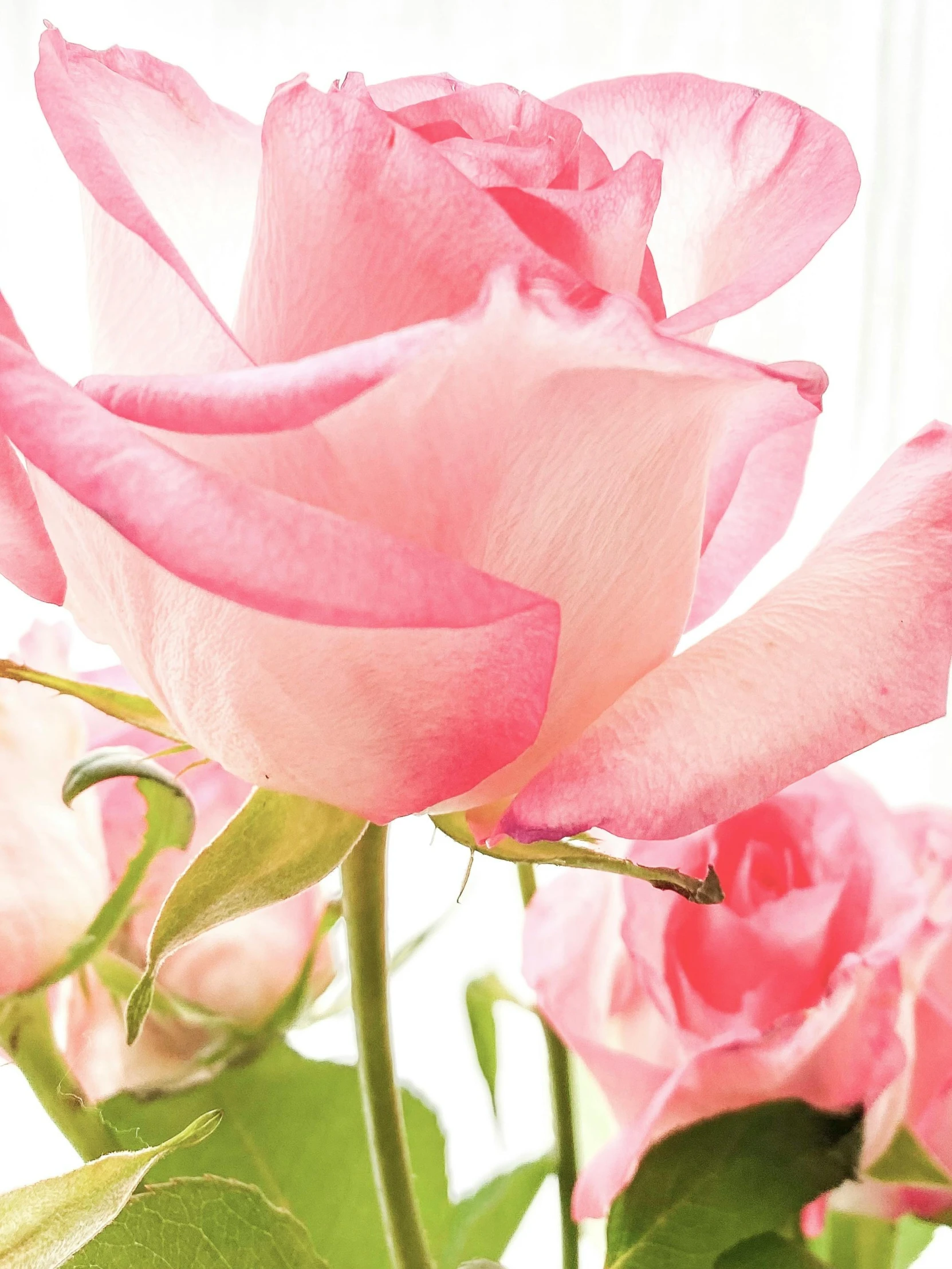 a pink rose with the sun shining through it