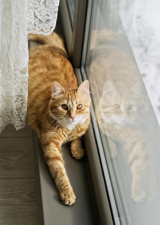 the large cat is lying on the window sill