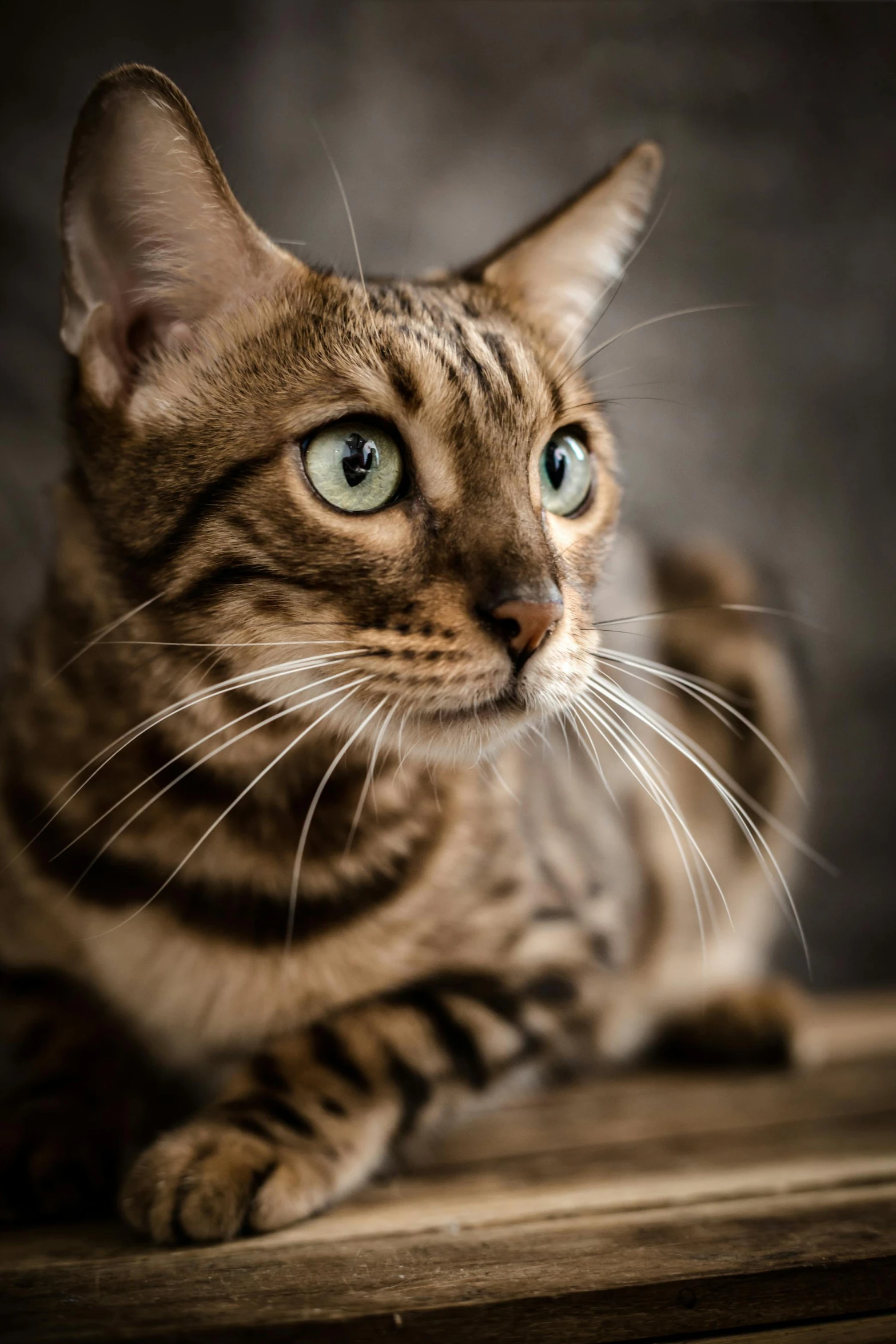 a close up of a cat looking at soing