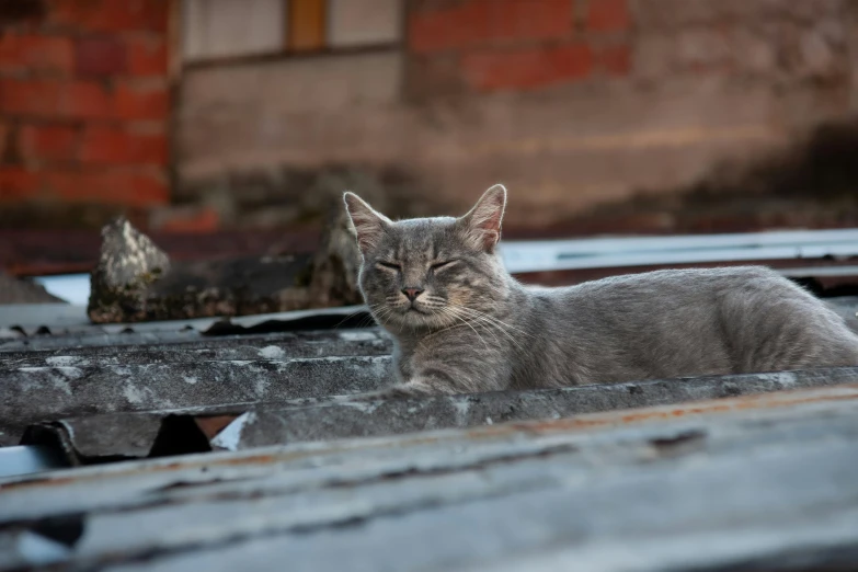 a grey cat is laying down on the roof