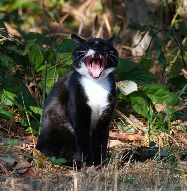 an adorable black and white cat yawning while sitting on the ground