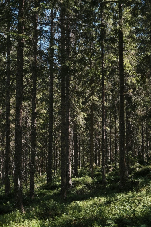 a lush, grassy area in the middle of a forest with lots of tall trees