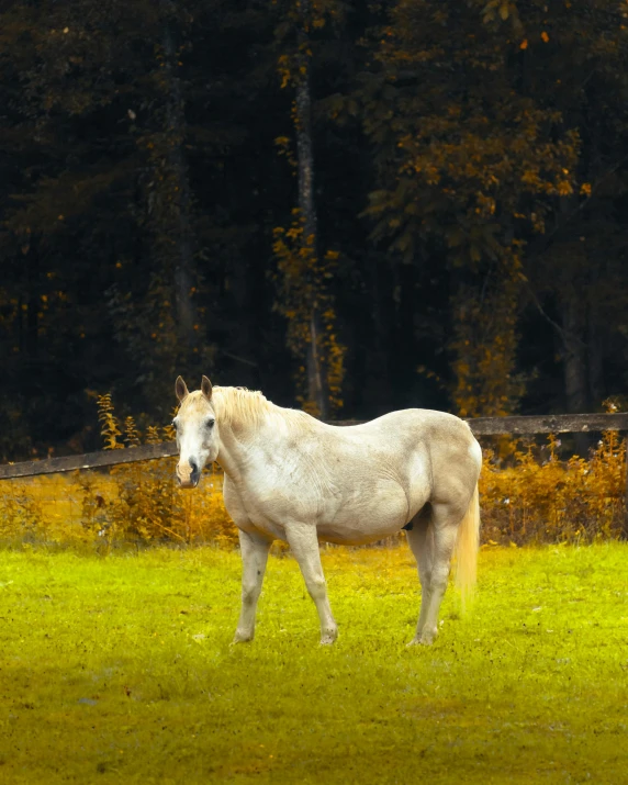 a white horse is grazing in the grass