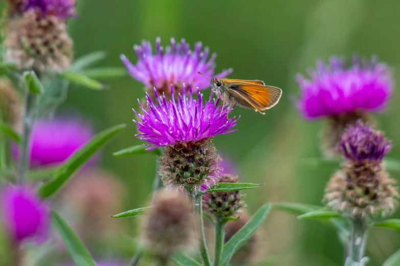 a small brown erfly flying through a field full of purple flowers