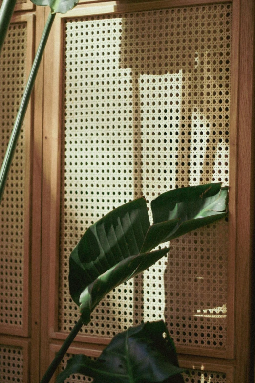 a vase with a banana plant and a large green leaf