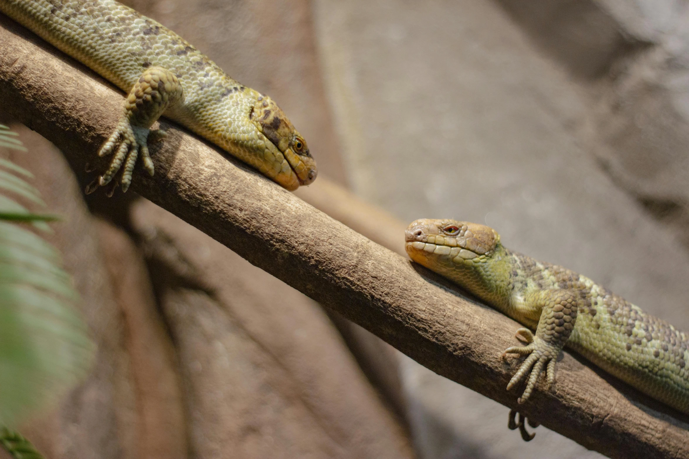 two lizards sitting on top of a nch together