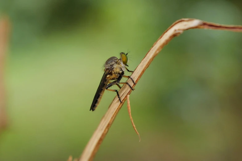 a small insect sits on top of a long thin blade