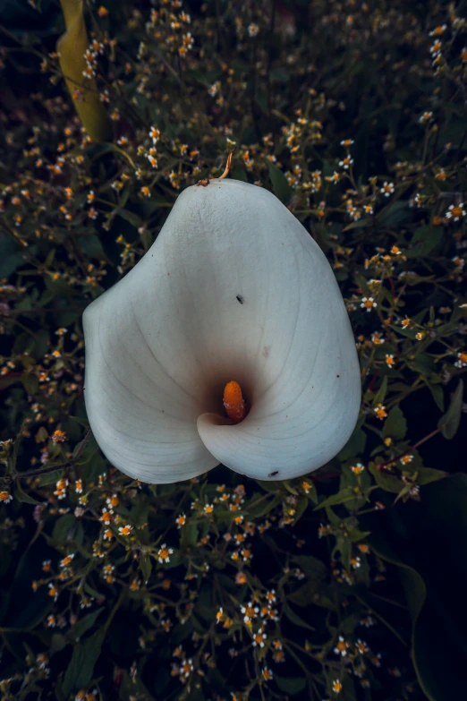 a flower that is inside of some leaves