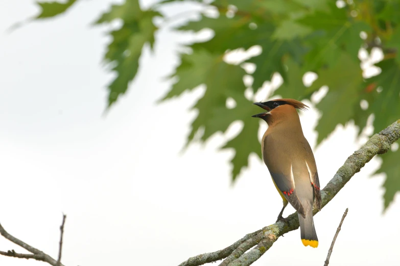 there is a bird that is sitting on a tree nch