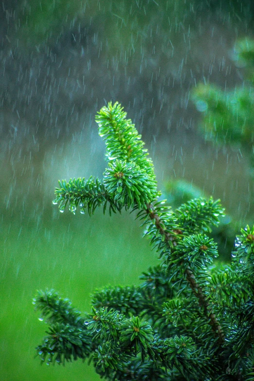 a leaf on top of a green tree in the rain