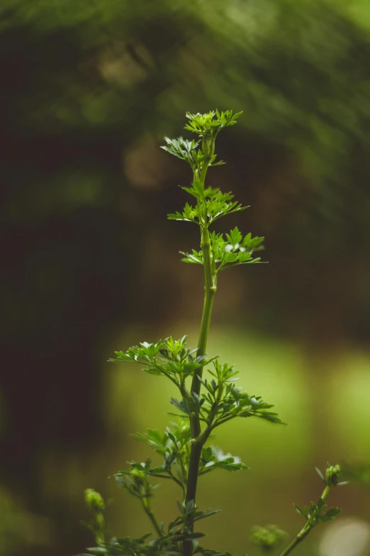 a green plant with flowers in the foreground