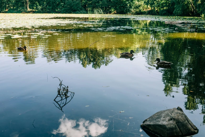 three ducks are swimming in a lake surrounded by trees