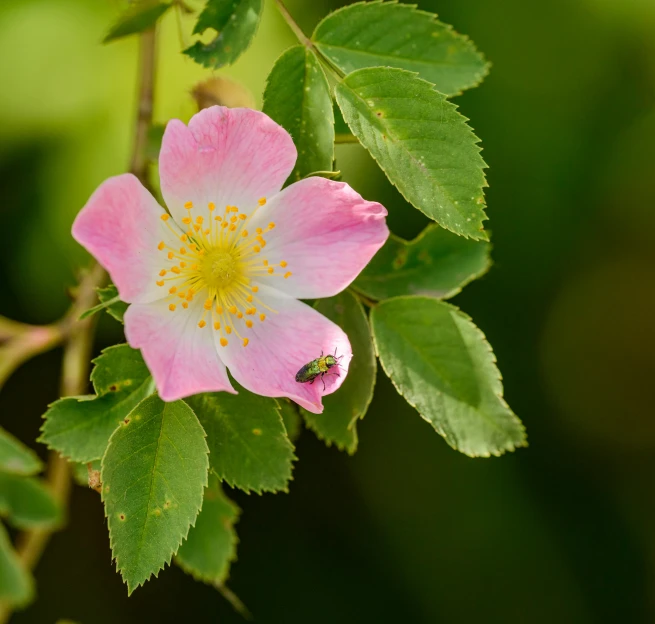 a closeup of some pink and yellow flowers