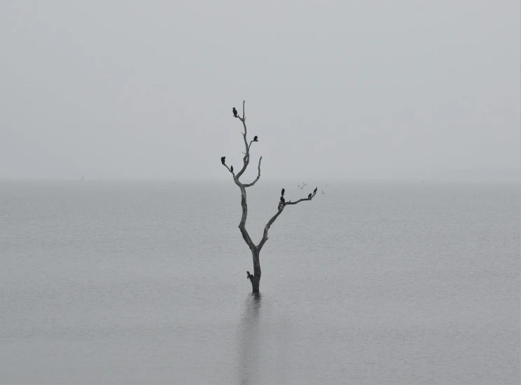 several birds perched on a tree in the water