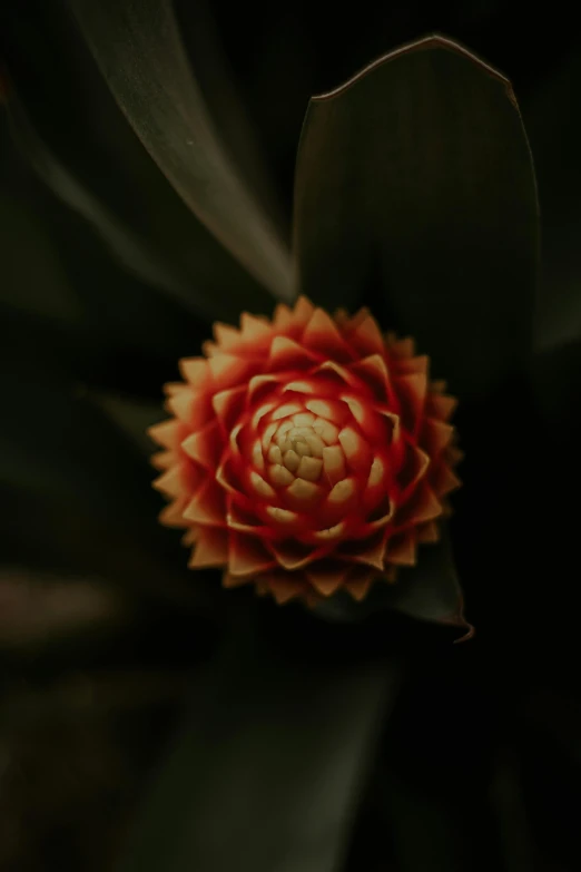 the center of a large plant with red petals