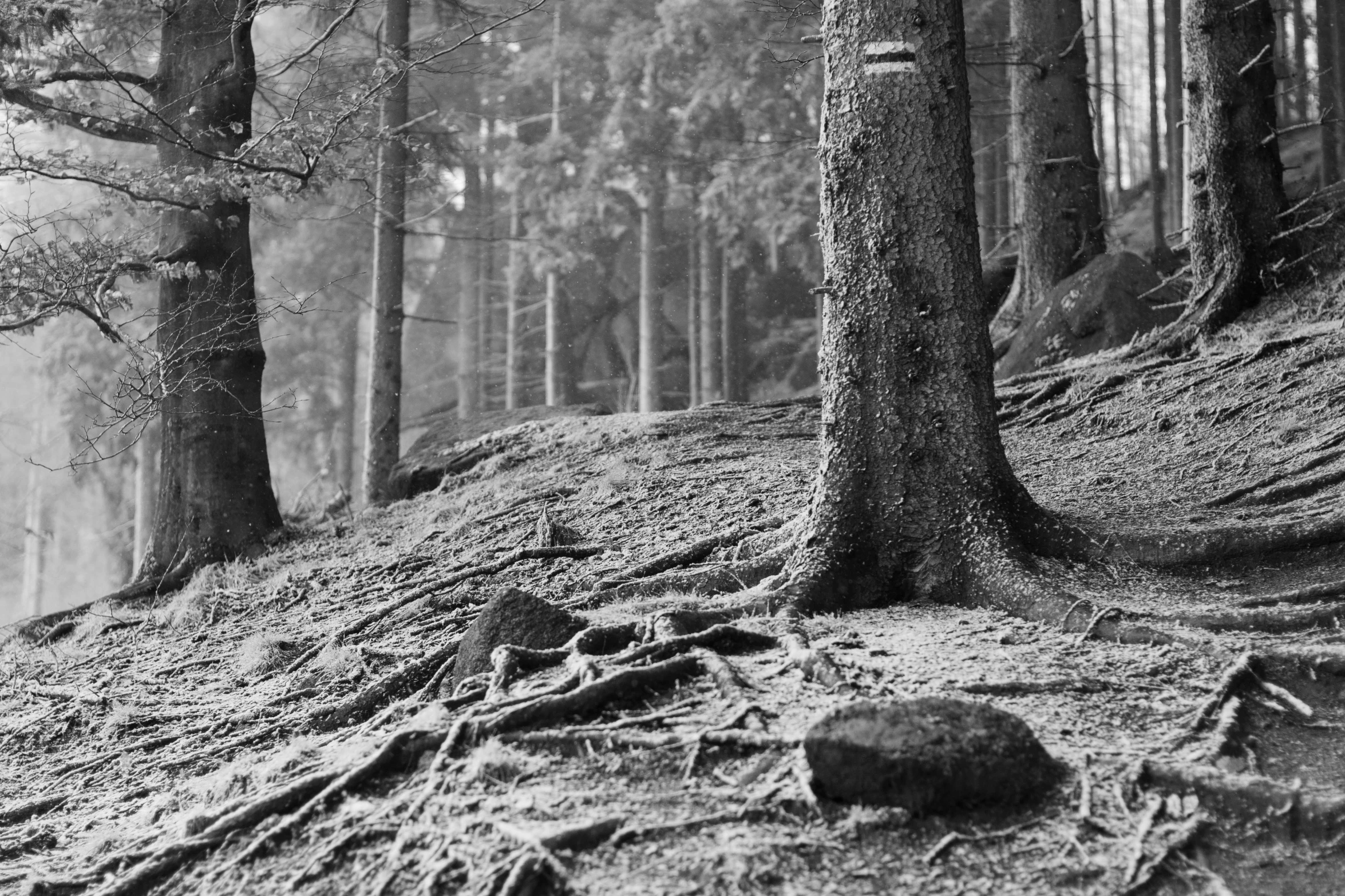 trees stand in the woods while other trees grow in a foggy area