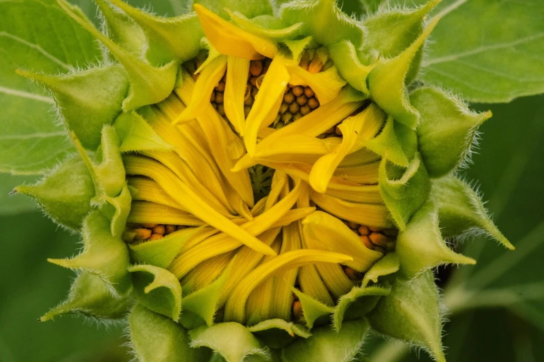 an extreme close up of a sunflower flower opening