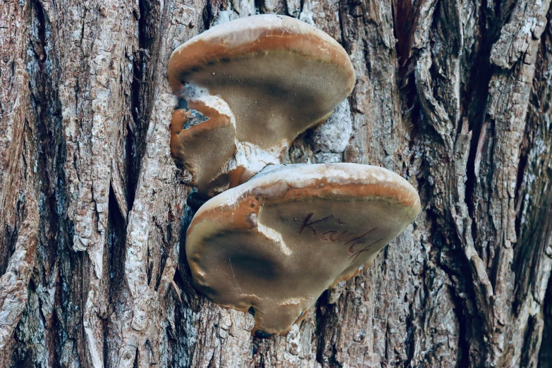 two mushrooms growing on a tree bark