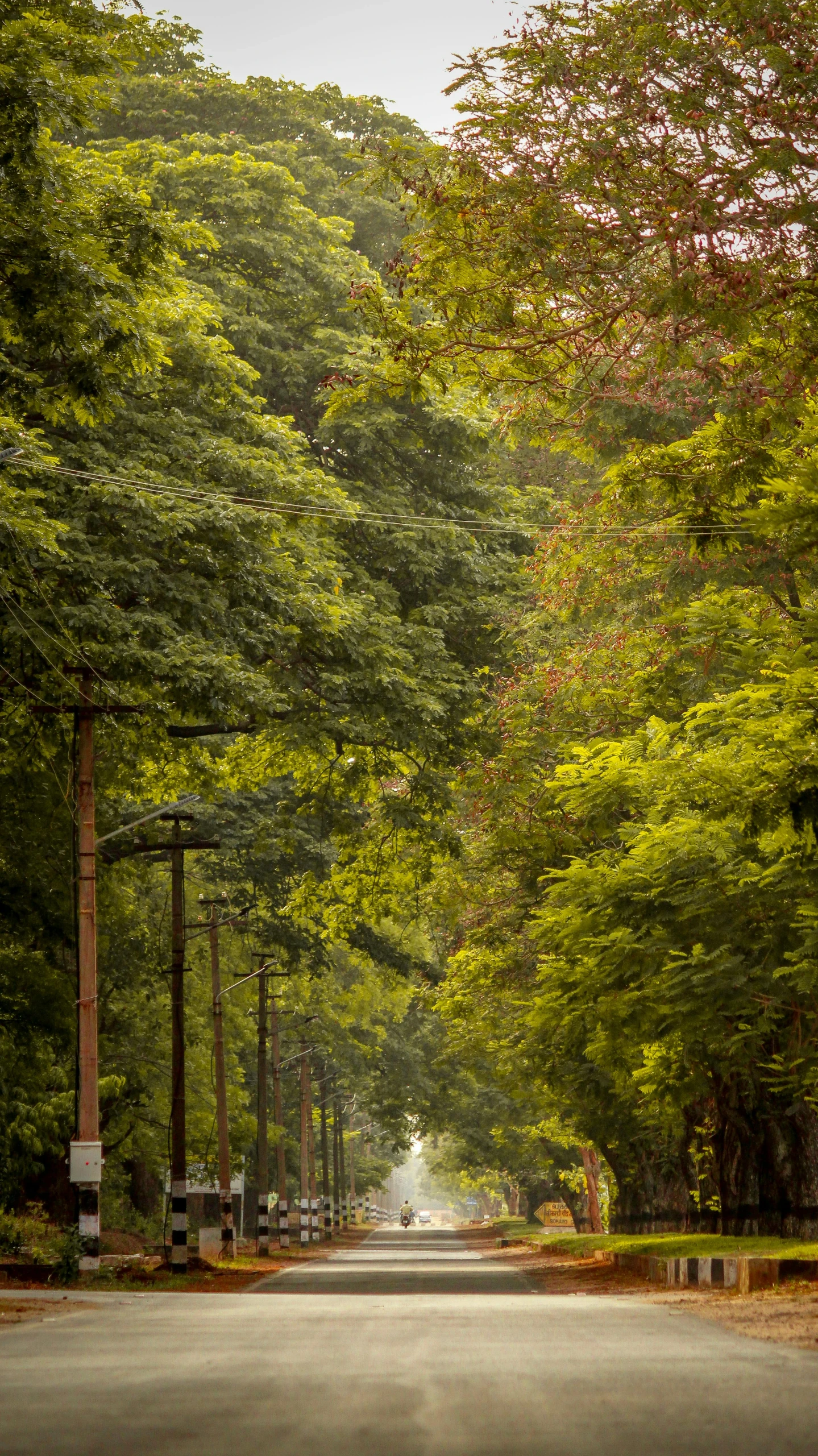 an empty paved road surrounded by lots of trees