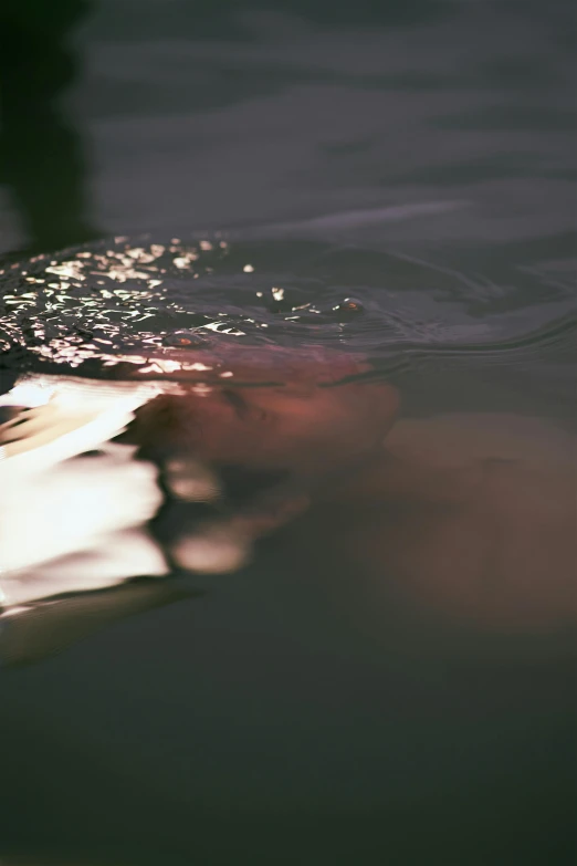 a bird swimming on top of a body of water