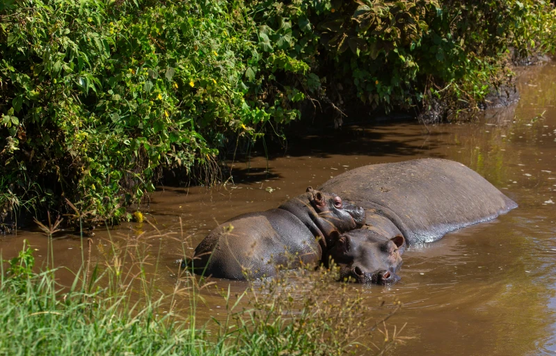 hippopoos are wading in some water among greenery