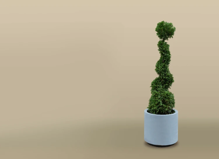 small potted plant with long green topiary