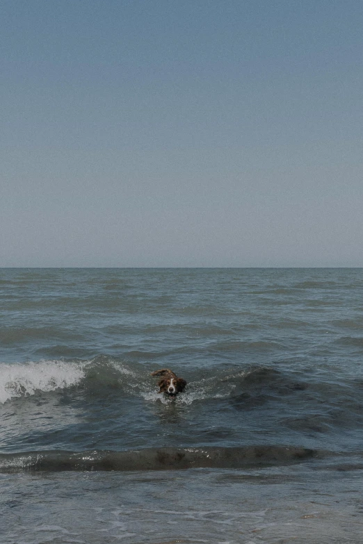 an animal that is standing in the water