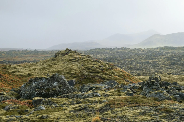 a grassy hill with some rocks and plants