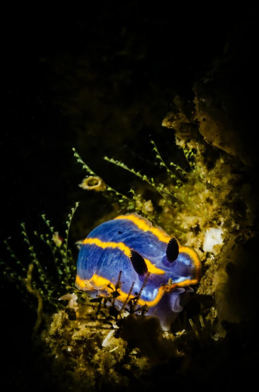 a blue and yellow fish is sitting on the rocks