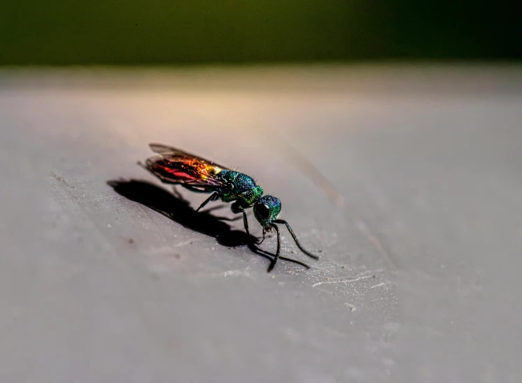 a close up of a colorful insect on a table