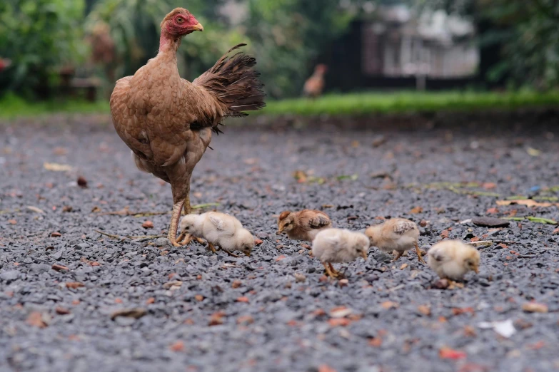 a hen with chicks walking around a gravel road