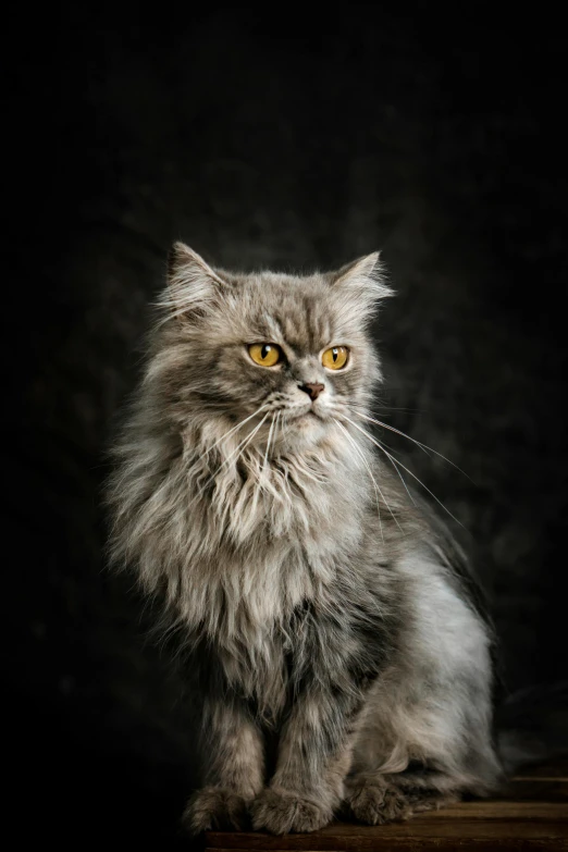 a cat is sitting down, looking into the camera