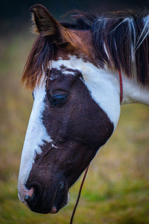 a very cute little brown and white horse by some grass