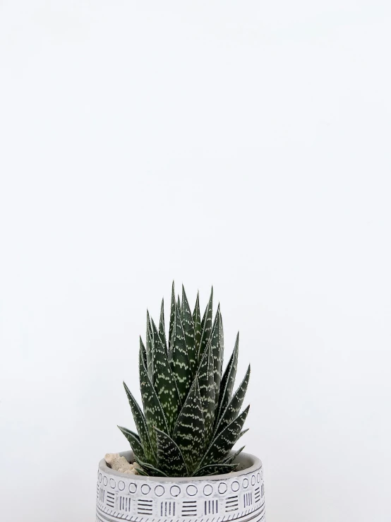 a small green cactus sits in a pot