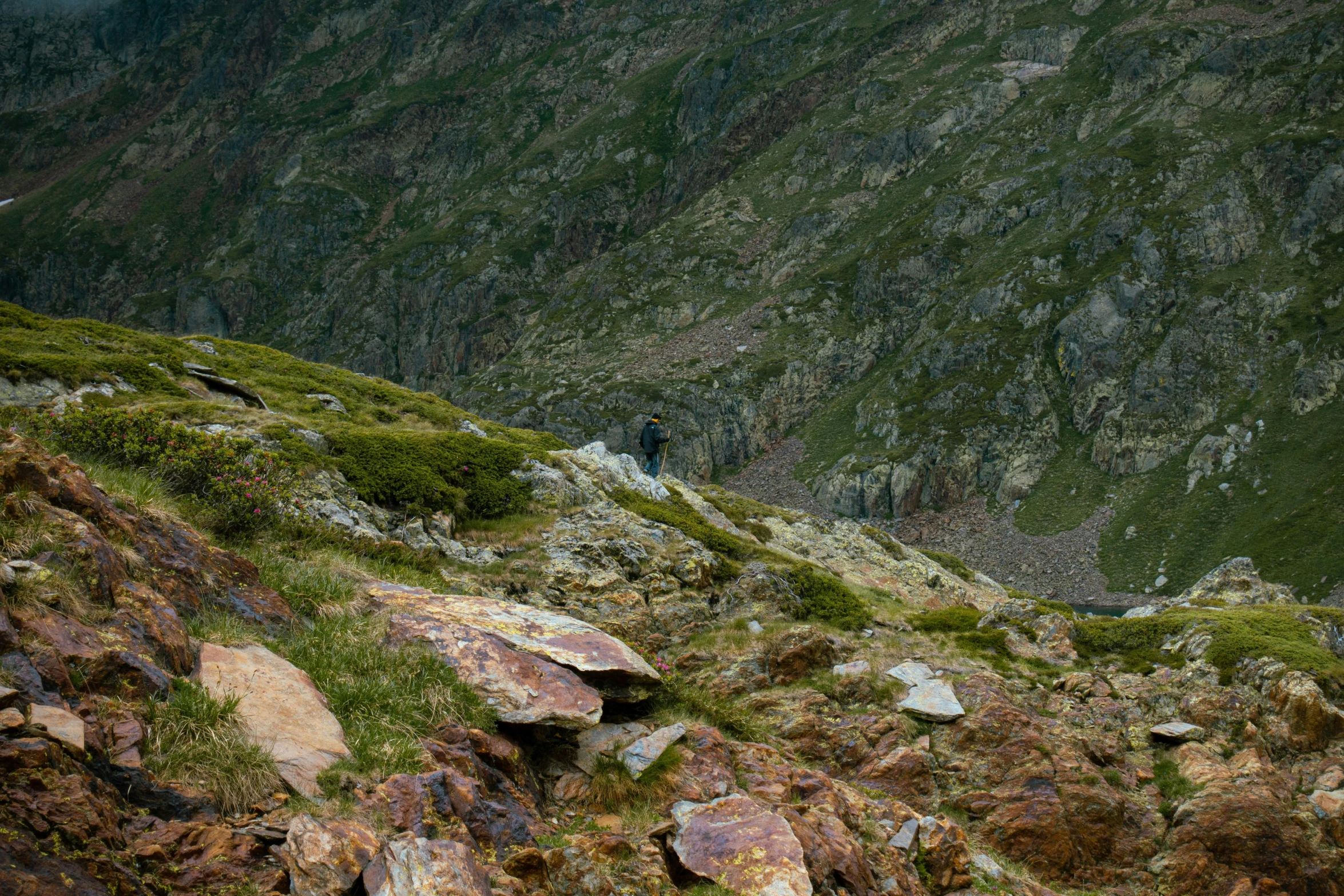 a large animal that is sitting on the side of a mountain