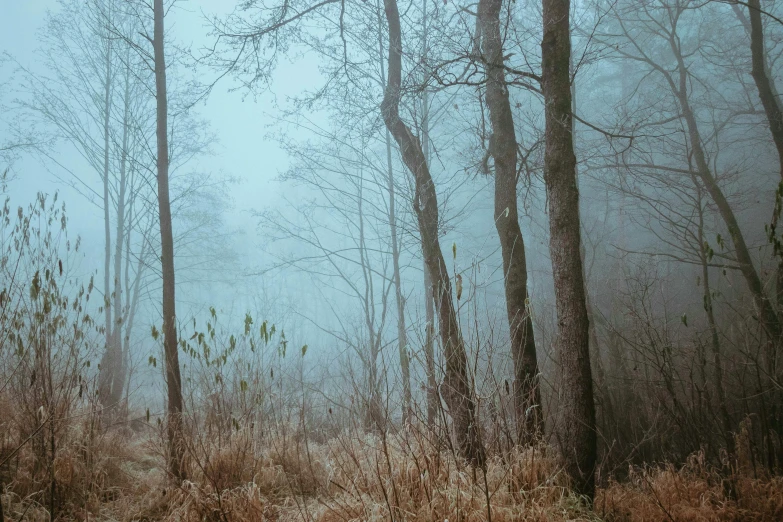 misty trees are in the foreground with tall grasses on the ground