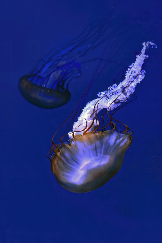 an image of two jellyfishs floating in the water