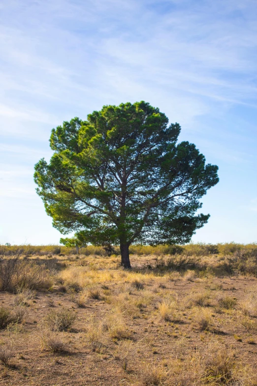 a large tree in a field with blue sky