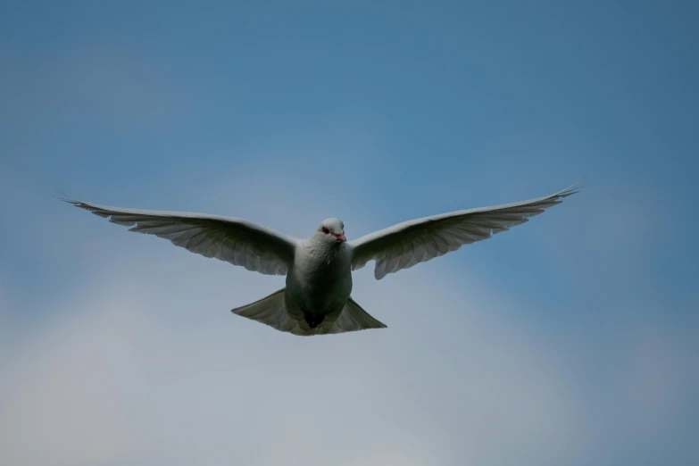 a grey and black bird flying in the sky