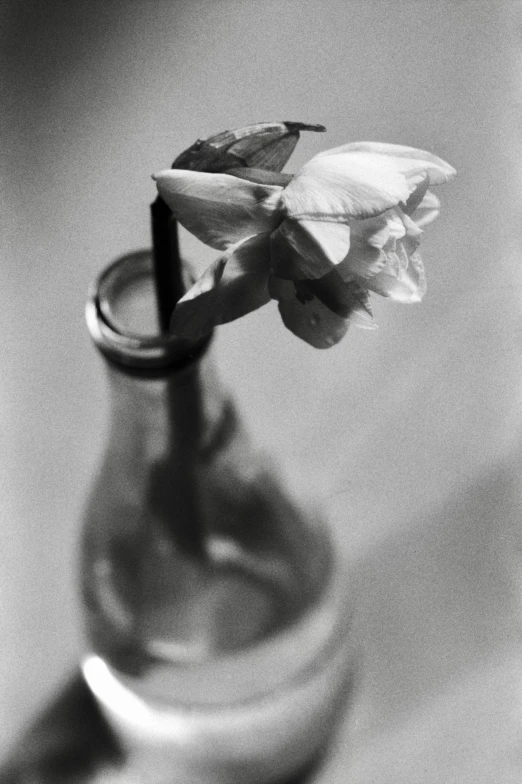 a small flower sits in the stem of a vase
