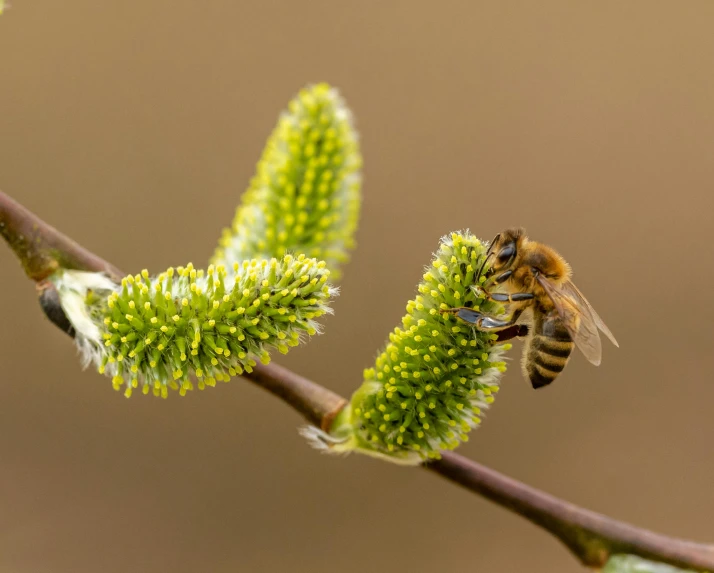 the bee is perched on the leaf looking very busy