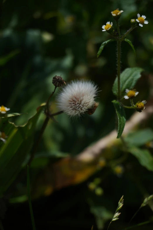 a dandelion with small white flowers next to it