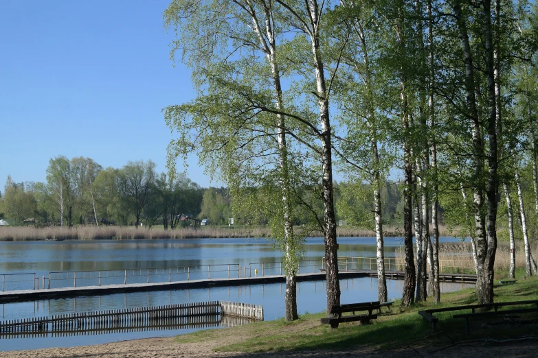 a small boat dock is next to the tree's at a lake