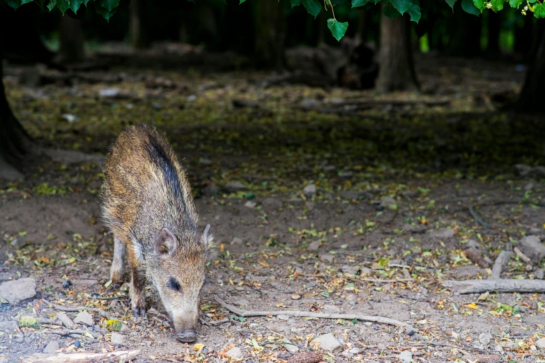 an image of a wild boar grazing on food