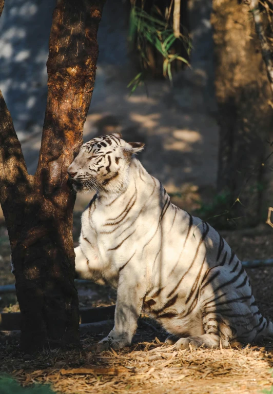 a white tiger sits under a tree in its enclosure