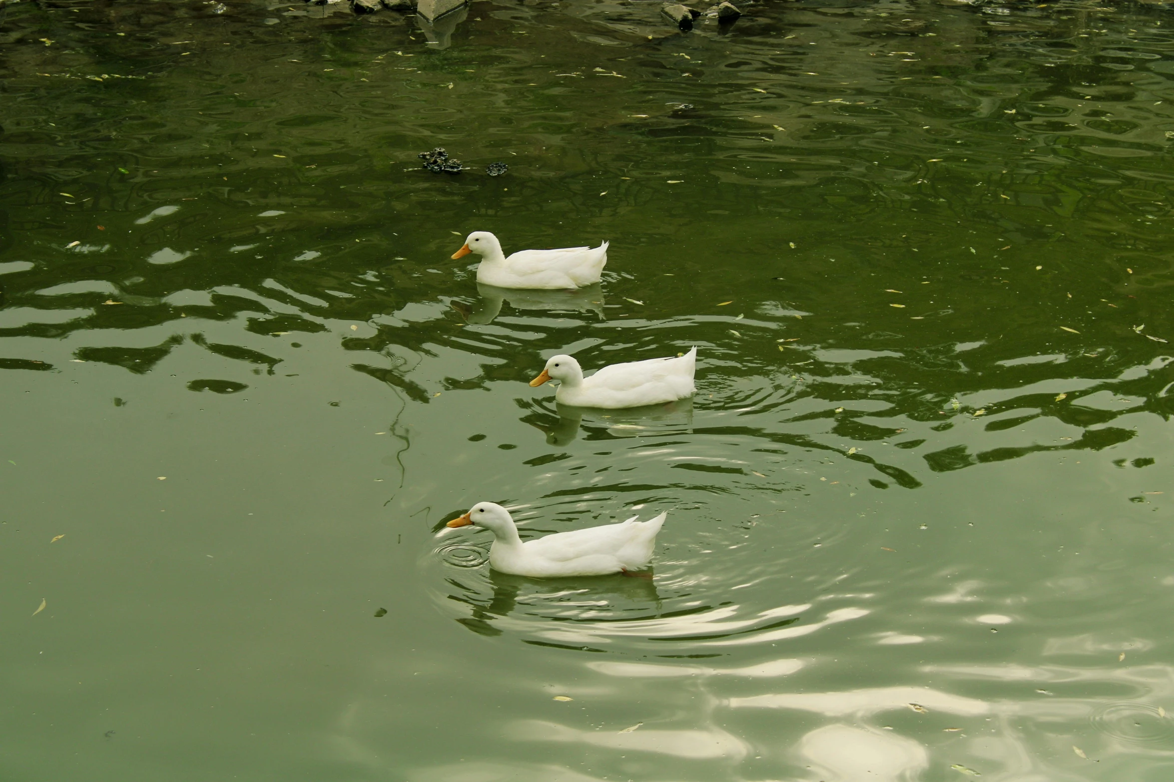 three ducks swimming in the water together