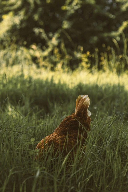 the bird is sitting in the tall grass