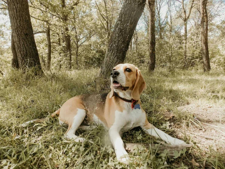 a dog that is laying down under a tree